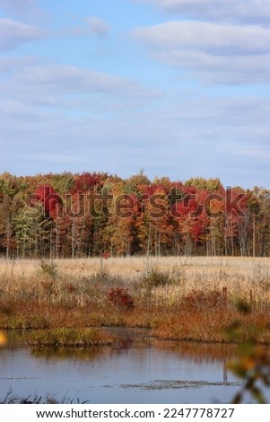 Autumn marsh wither water and dry grassland with blue sky and red colorful fall autumnal trees with bulrushes and reeds growing in nature preserve in cool weather Ohio State Park Royalty-Free Stock Photo #2247778727