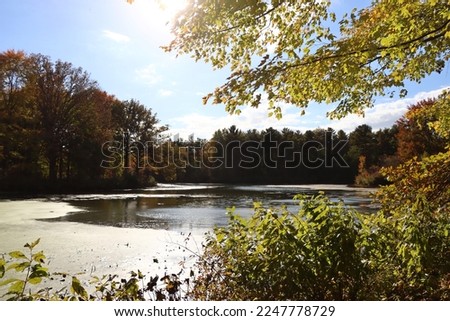 Autumn marsh wither water and dry grassland with blue sky and red colorful fall autumnal trees with bulrushes and reeds growing in nature preserve in cool weather Ohio State Park Royalty-Free Stock Photo #2247778729