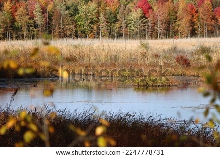 Autumn marsh wither water and dry grassland with blue sky and red colorful fall autumnal trees with bulrushes and reeds growing in nature preserve in cool weather Ohio State Park Royalty-Free Stock Photo #2247778731