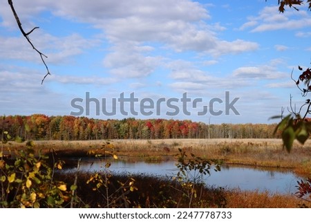 Autumn marsh wither water and dry grassland with blue sky and red colorful fall autumnal trees with bulrushes and reeds growing in nature preserve in cool weather Ohio State Park Royalty-Free Stock Photo #2247778733