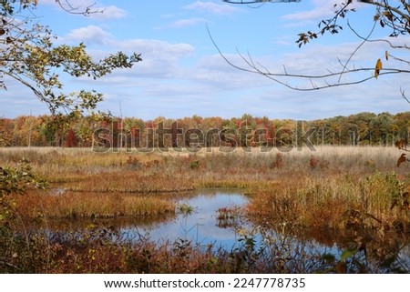 Autumn marsh wither water and dry grassland with blue sky and red colorful fall autumnal trees with bulrushes and reeds growing in nature preserve in cool weather Ohio State Park Royalty-Free Stock Photo #2247778735