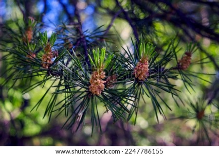 Detailed Christmas tree branches background. Detail of fresh spruce branch in forest.