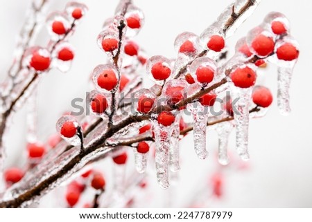 Close up of red winter berries covered in ice with a thin depth of field