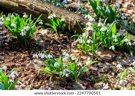 White snowdrop flowers (Galanthus nivalis) in a spring forest Royalty-Free Stock Photo #2247790581