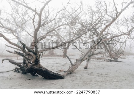Gnarly dead trees on the beach at Jekyll Island Georgia Driftwood Beach during a foggy day Royalty-Free Stock Photo #2247790837