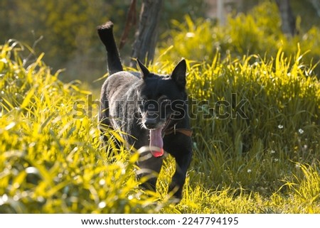 black Malinois dog in the garden, dog's female