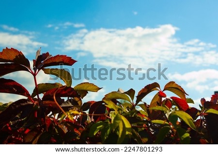 autumn background, yellow red and green autumn leaves on a background of blue sky and clouds.