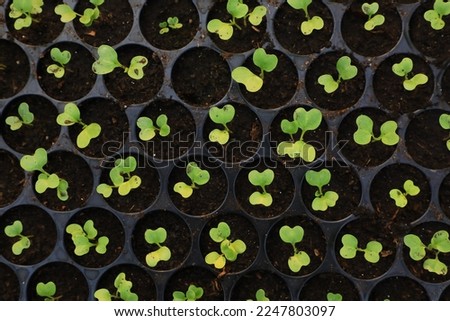 The seed started to germinate. The first set of young leaves are waiting to grow. Royalty-Free Stock Photo #2247803097