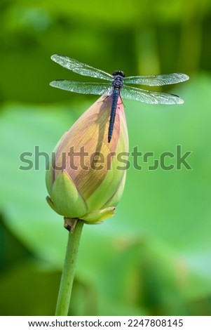 dragonfly on pink flower bud