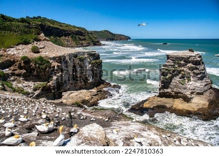 Thousands of Gannet birds nesting at the coast at Muriwai beach near Auckland Royalty-Free Stock Photo #2247810363