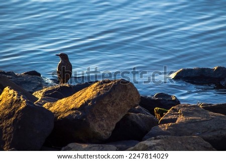 Tiger thrush resting by the water in winter