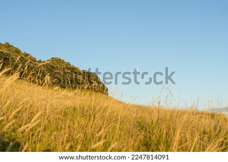 Slope on mount with long golden grass in morning light under blue sky. Royalty-Free Stock Photo #2247814091