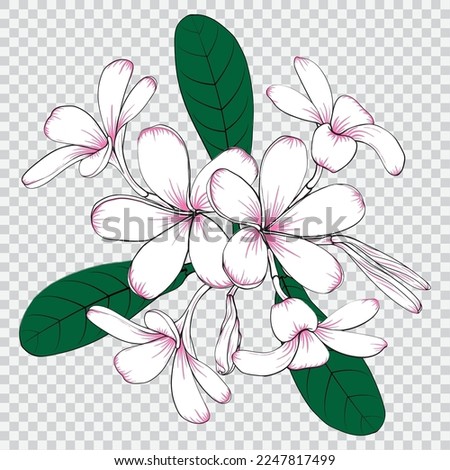 Frangipani flower drawing line art vector illustrations. Botanical floral hand drawn element.