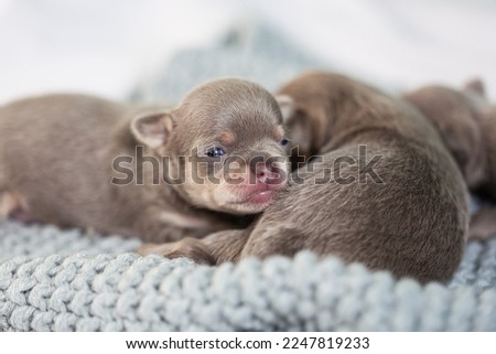 Newborn brown tiny chihuahua  puppy sleeping on blanket or hand