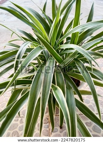 Chlorophytum comosum or Lili Paris is a type of hanging ornamental plant that is usually planted on the terrace of the house, very beautiful with green and white leaves on the edges
