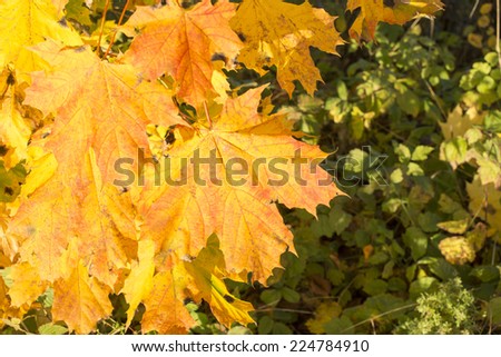 Autumn leaves on the tree
