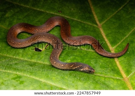 Chan Ard's Reed Snake
Macrocalamus Chanardi
Full body photography of orange snake on green leaf.