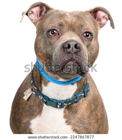 Cute dog isolated on a white background. Close up of a dog isolated. Photo of dog in studio.