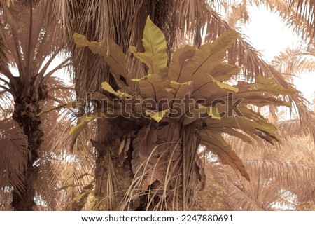 the wild bird's nest fern growing on oil palm trunk