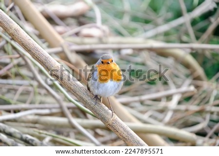 The European Robin (Erithacus rubecula) or robin redbreast is a small insectivorous passerine bird that belongs to the chat subfamily of the Old World flycatcher family. Robin standing on tree branch