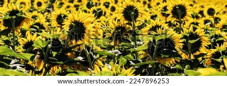 Panoramic photo of sunflowers in a large field in the morning. panorama.