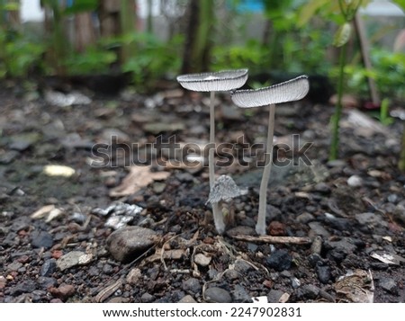 The mushroom is grayish white