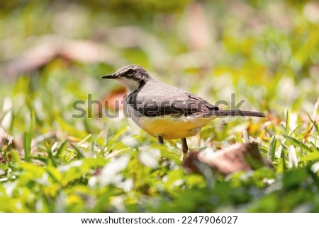 Madagascar wagtail (Motacilla flaviventris) is a species of endemic bird wagtail in the family Motacillidae, Reserve Peyrieras Madagascar Exotic. Madagascar wildlife animal. Royalty-Free Stock Photo #2247906027