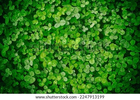 Beautiful background image of natural green leaves forming an original texture.