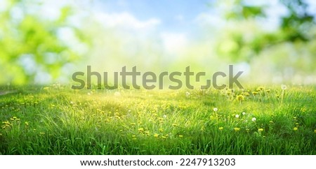 Beautiful wide format image of a pristine forest lawn with fresh grass and yellow dandelions against a defocused background. Royalty-Free Stock Photo #2247913203