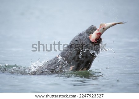 Sea seal eating fish in the sea