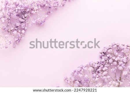 Gypsophila lilac flowers in the pastel background.