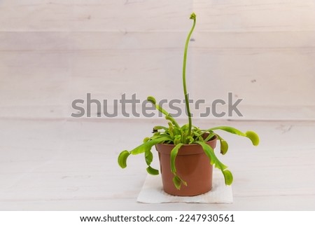 A carnivorous plant - Venus fly trap with a flower spike against a white background - How to care for Venus flytrap at home concept