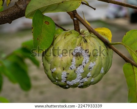 Close up of Ants and Pseudococcidae on Custard apple, Sugar apple fruit. Royalty-Free Stock Photo #2247933339