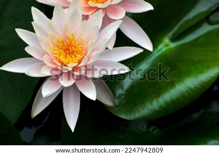 blossoming lotus flowers in pond