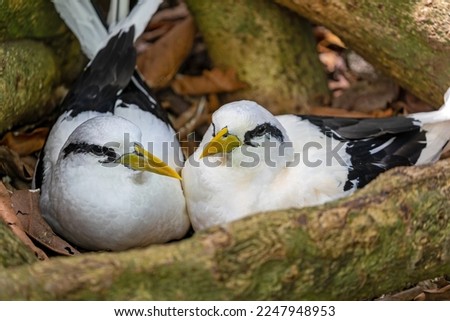 Close up of a pair White-tailed tropicbirds (Phaethon lepturus) hatch their eggs at Cousin island, Seychelles  Royalty-Free Stock Photo #2247948953