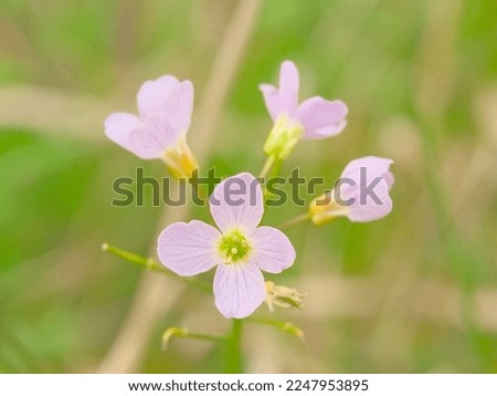 Macro of bright pink  sand bittercress flowers , selective focus with green bokeh background - Cardamine parviflora