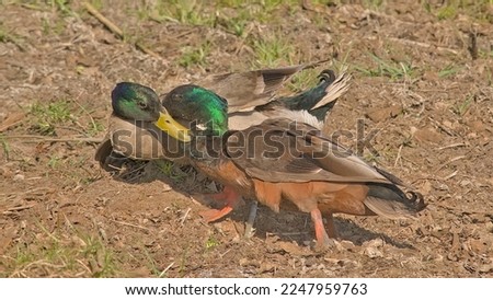 Two fighting make mallard ducks in the marsh of Bourgoyen nature reserve, Ghent, Flanders, Belgium - Anas platyrhynchos