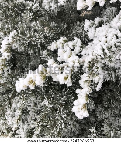 A close-up shoot of pine tree branches under snow with a snowy backgound. Welcoming winter with snow. Calm scene. Relaxation winter background photo. Nature. Christmas tree covered with snow. Cold. 
