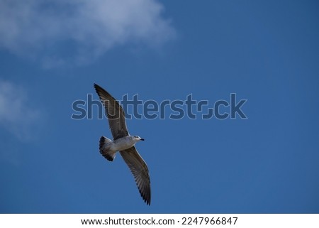 Seagull is flying on the blue sky with some clouds. Clearly show full body, white and black feather texture and wings. Copy space