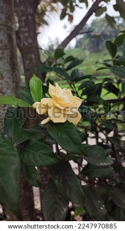 Gardenia jasminoides (Cape Jasmine) flowers have a yellowish color, a sign that they will wither