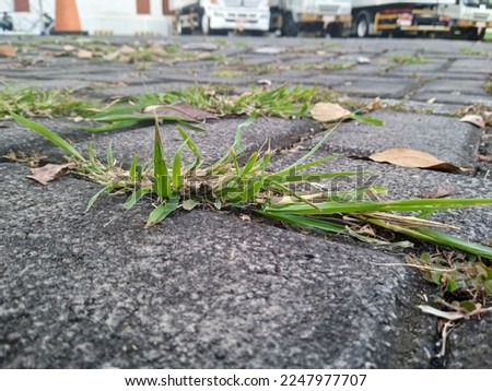 weeds growing on the concrete floor