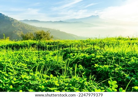 highland view at beautiful misty spring mountain valley with green gardens and mountains in mist on background of landscape