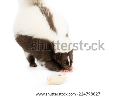 Picture of a skunk eating a strawberry on a white background 