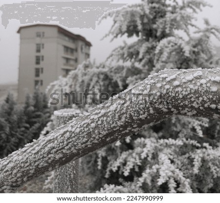 A balustrade and pine trees under
snow on a snowy background. Welcoming winter. Calm and dynamic scene. Background photo. Snowy grass and nature. Freezing snow 