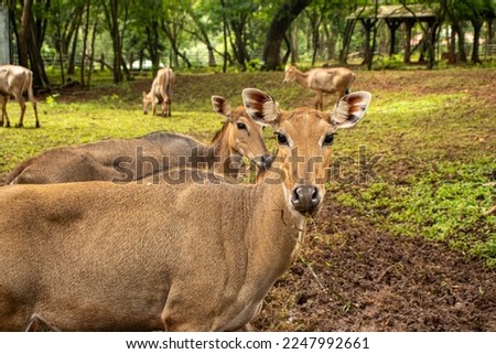 2 nilgai and his group are grazing in the field