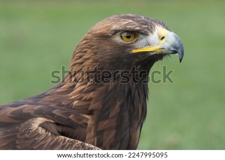 Portrait of a Golden Eagle against a green background
 Royalty-Free Stock Photo #2247995095