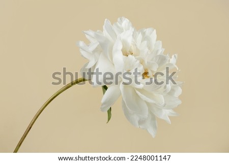 White peony flower isolated on beige background. Royalty-Free Stock Photo #2248001147