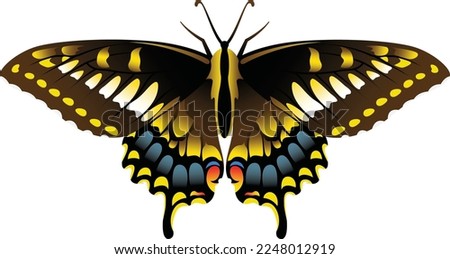 Multicolored Butterfly vector image for books
