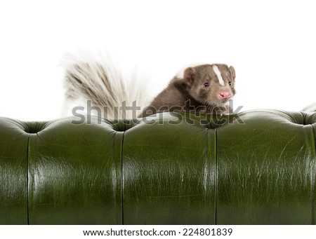 Picture of a skunk looking over the back on a green chair
