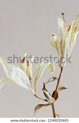dry flowers lily close up on beige   background . macro flower.Minimal floral card. interior poster Royalty-Free Stock Photo #2248020685